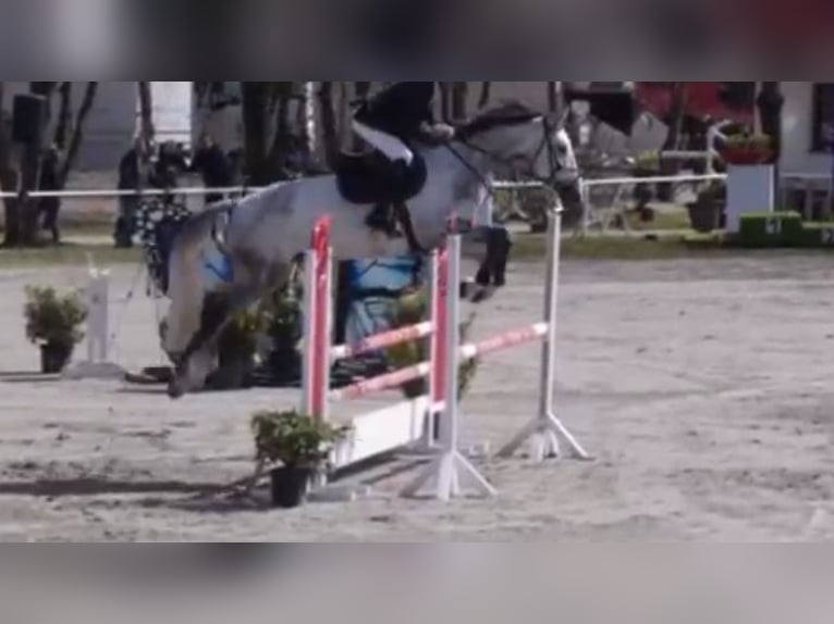 Holstein Gelding 7 years 17,1 hh Gray in SontraSontra
