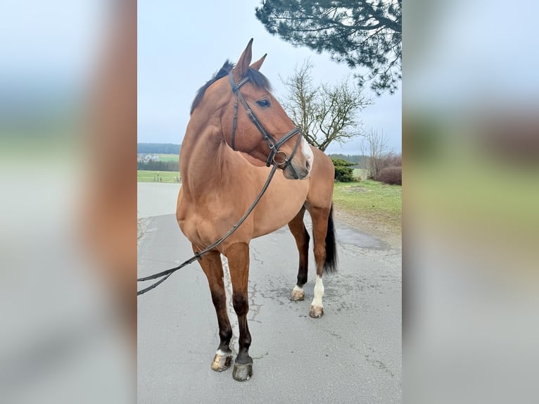 Holstein Gelding 7 years 17,2 hh Brown in Pelmberg