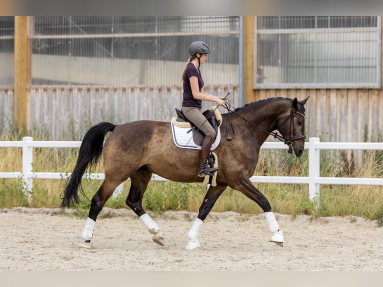 Holstein Gelding 7 years 18 hh Bay-Dark in Hochheim am Main
