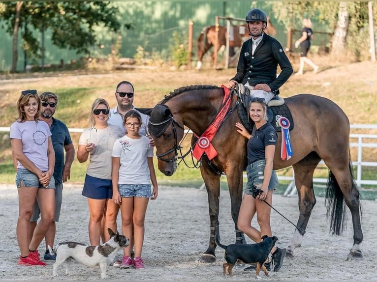 Holstein Gelding 7 years 18 hh Brown in Prague