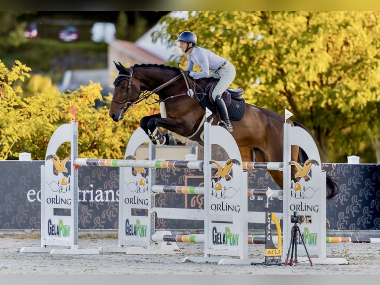 Holstein Gelding 7 years 18 hh Brown in Prague