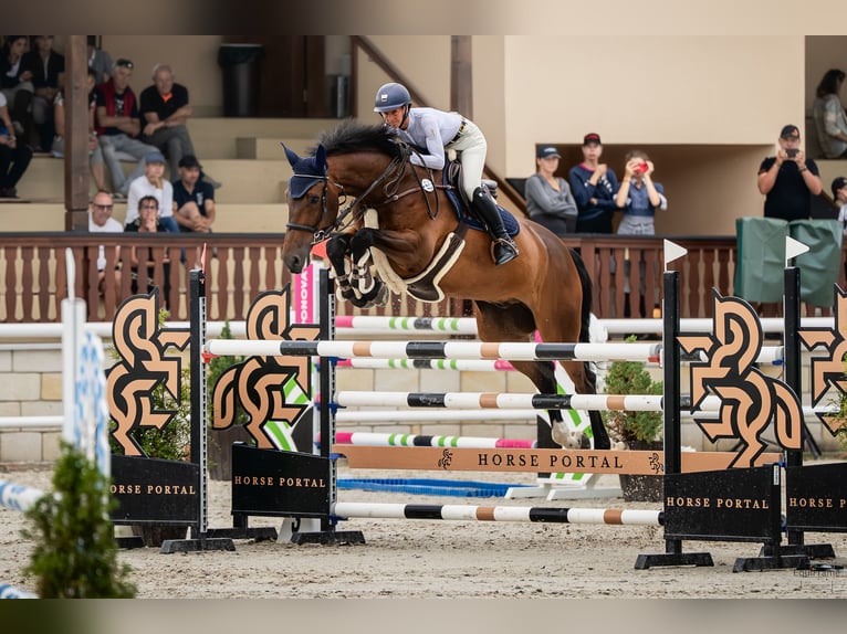 Holstein Gelding 7 years 18 hh Brown in Prague