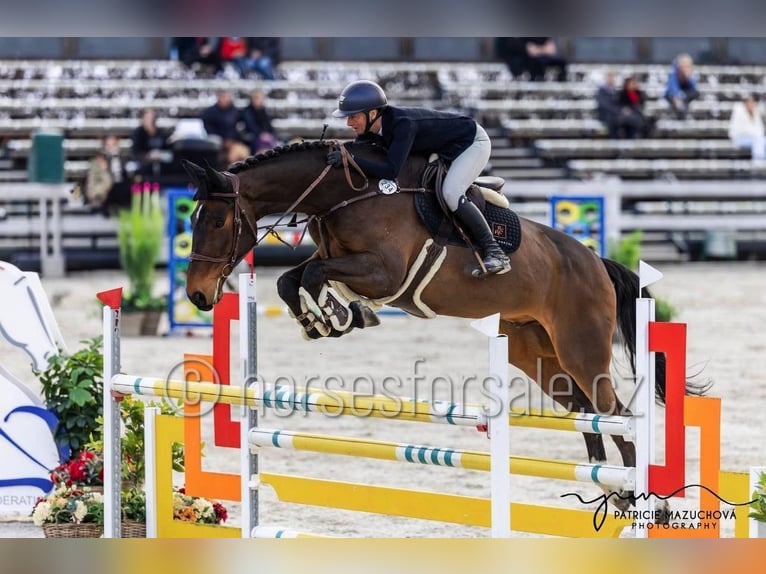 Holstein Gelding 7 years 18 hh Brown in Region Prag