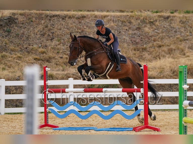 Holstein Gelding 7 years 18 hh Brown in Region Prag