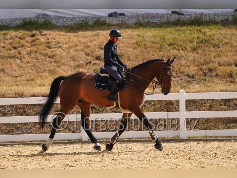 Holstein Gelding 7 years 18 hh Brown in Region Prag