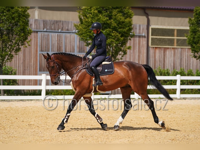 Holstein Gelding 7 years 18 hh Brown in Region Prag