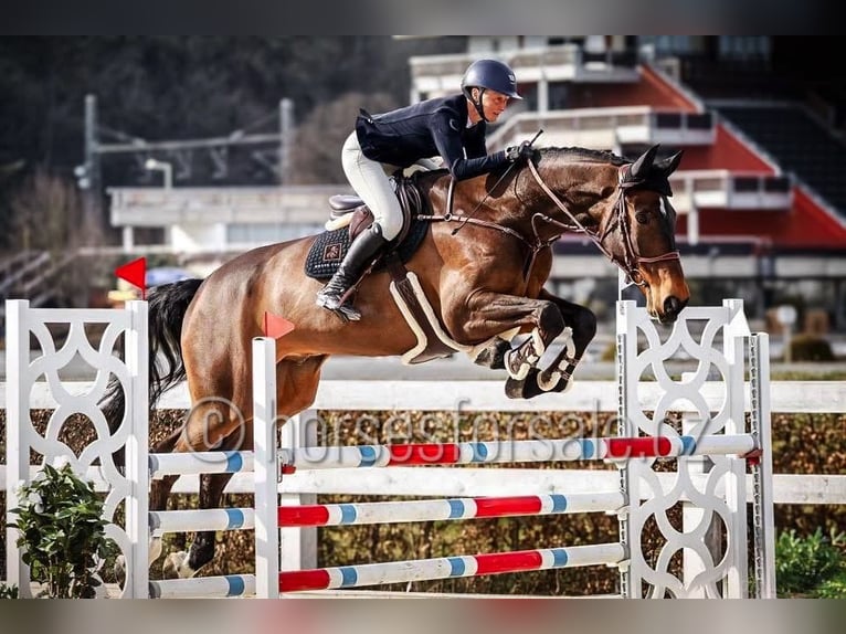 Holstein Gelding 7 years 18 hh Brown in Region Prag