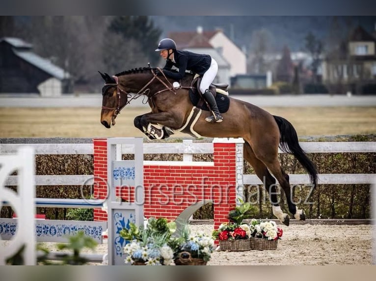 Holstein Gelding 7 years 18 hh Brown in Region Prag