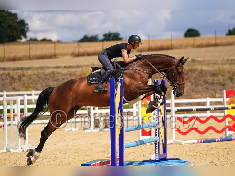 Holstein Gelding 7 years 18 hh Brown in Region Prag