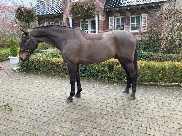 Holstein Gelding 7 years Smoky-Black in Wächtersbach