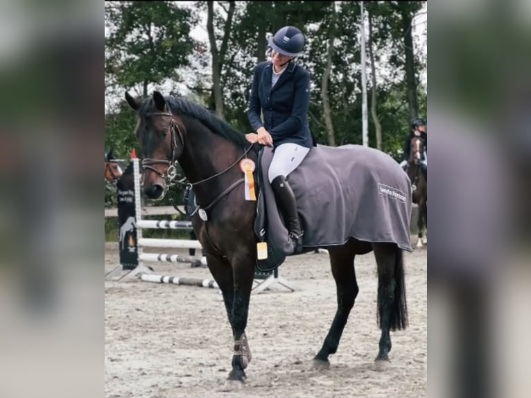 Holstein Gelding 7 years Smoky-Black in Wächtersbach