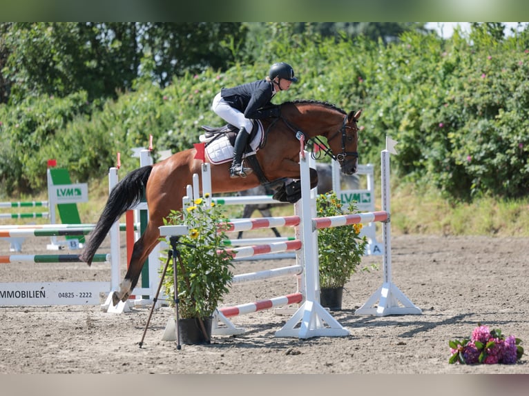 Holstein Gelding 8 years 15,3 hh Brown in Kuden