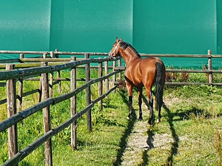 Holstein Gelding 8 years 16,1 hh Brown in Lastrup