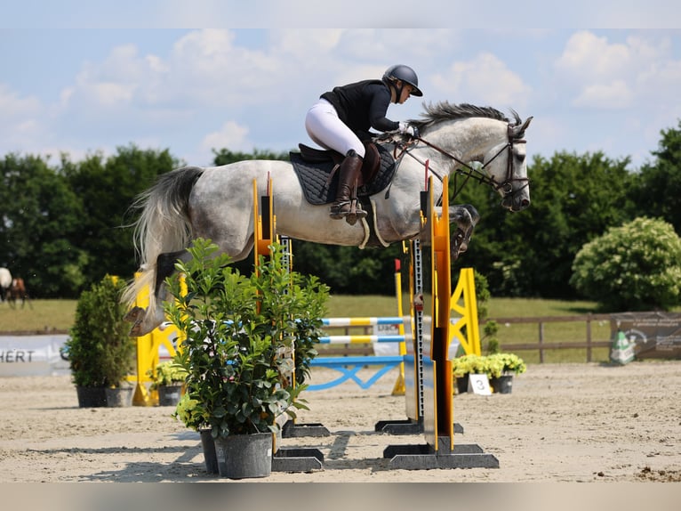 Holstein Gelding 8 years 16,1 hh Gray-Dapple in Negernbötel