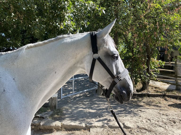 Holstein Gelding 8 years 16.1 hh Grey in Neuried