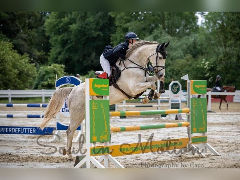 Holstein Gelding 8 years 16.1 hh Grey in Sassenberg