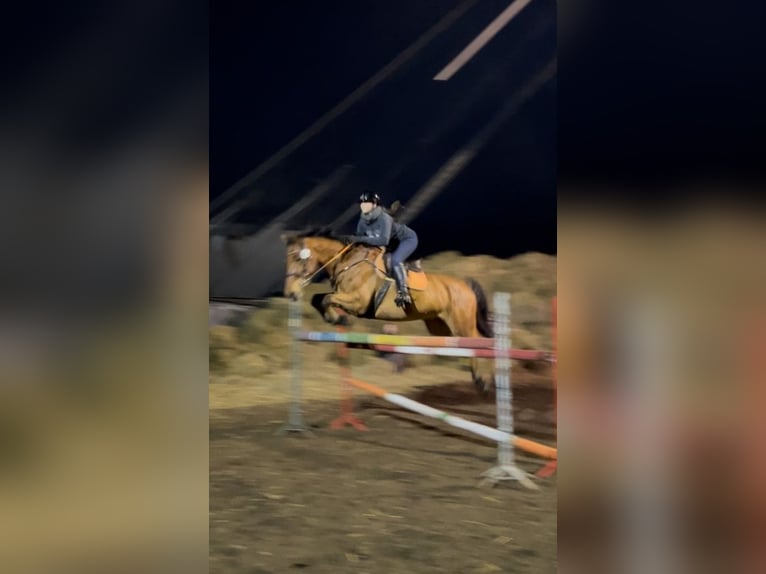 Holstein Gelding 8 years 16.1 hh  in Dolnik