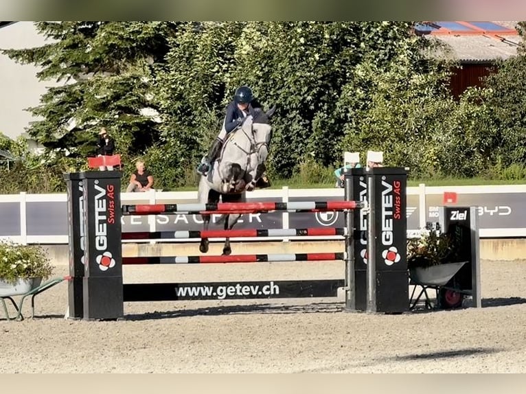 Holstein Gelding 8 years 16.1 hh  in Altusried