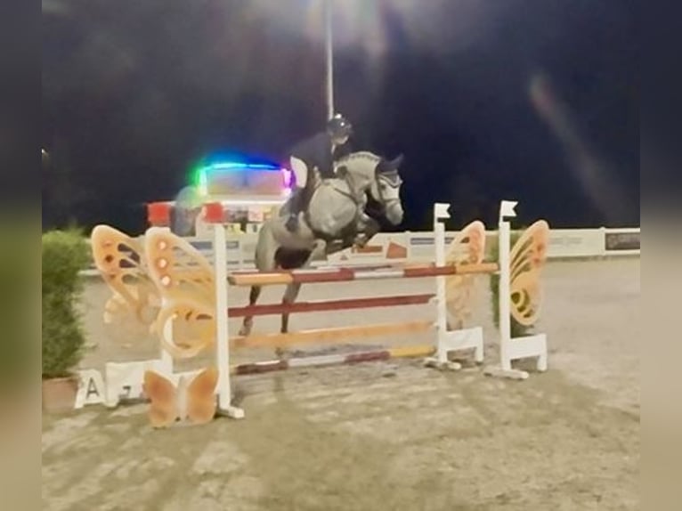 Holstein Gelding 8 years 16.1 hh  in Altusried