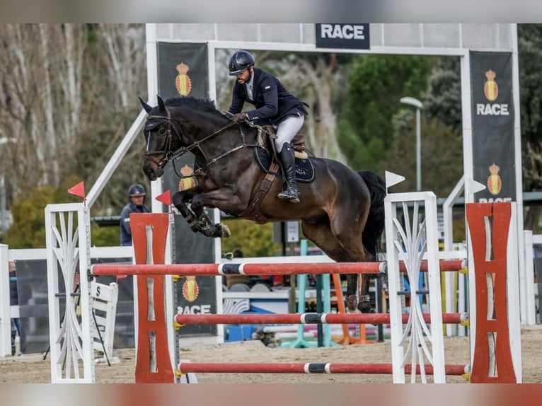 Holstein Gelding 8 years 16.2 hh Black in Madrid