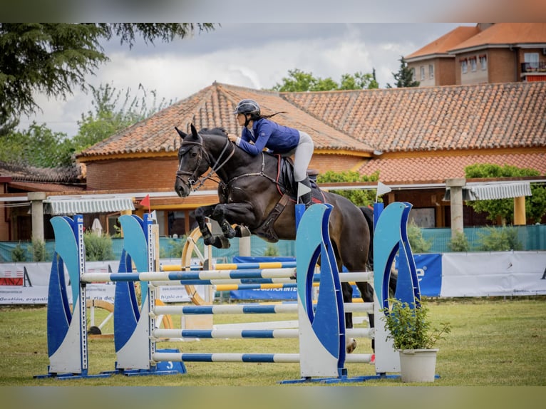 Holstein Gelding 8 years 16.2 hh Black in Madrid