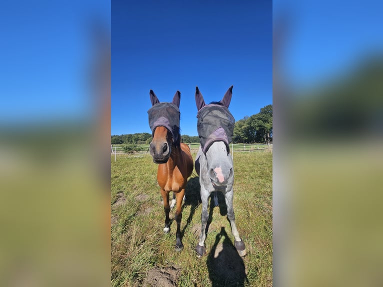 Holstein Gelding 8 years 16.2 hh Brown in Wienhausen