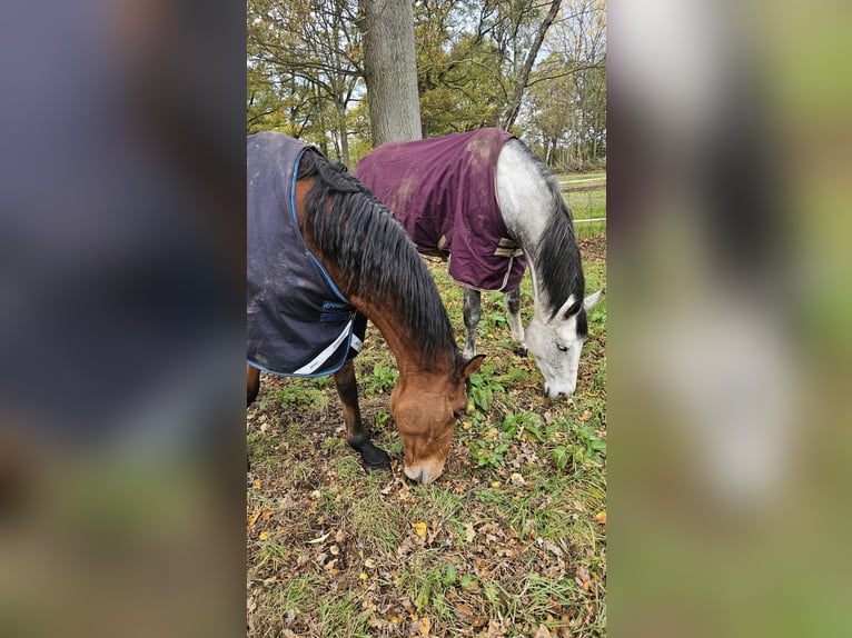 Holstein Gelding 8 years 16.2 hh Brown in Wienhausen