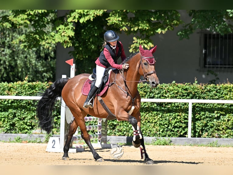 Holstein Gelding 8 years 16.2 hh Brown in Ranshofen
