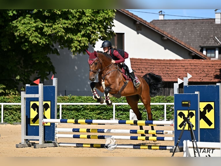 Holstein Gelding 8 years 16.2 hh Brown in Ranshofen