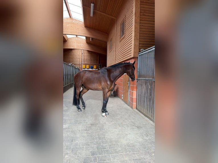Holstein Gelding 8 years 16.2 hh Brown in Idstein