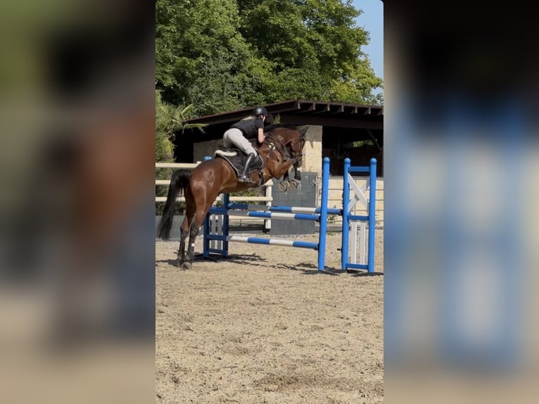 Holstein Gelding 8 years 16.2 hh Brown in Idstein