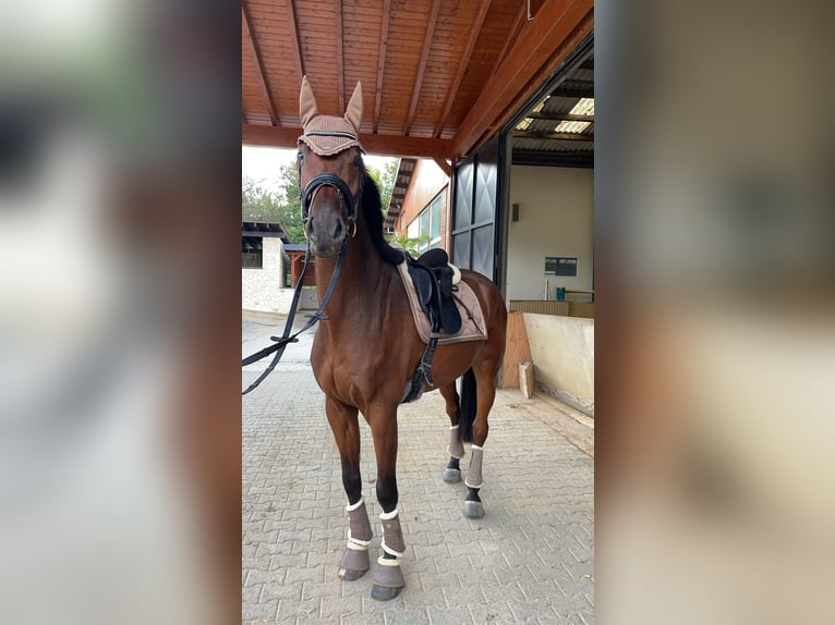 Holstein Gelding 8 years 16.2 hh Brown in Idstein