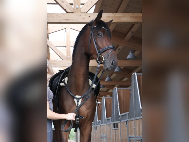 Holstein Gelding 8 years 16.2 hh Brown in Idstein
