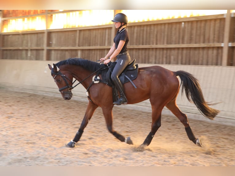 Holstein Gelding 8 years 16.2 hh Brown in Idstein