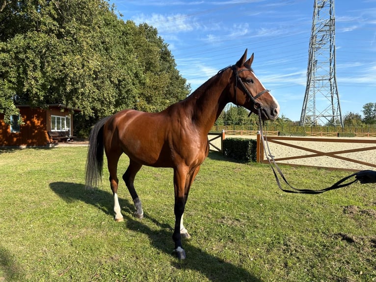 Holstein Gelding 8 years 16.2 hh Brown in Köln
