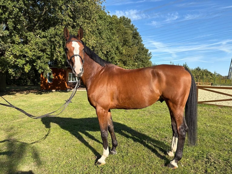 Holstein Gelding 8 years 16.2 hh Brown in Köln