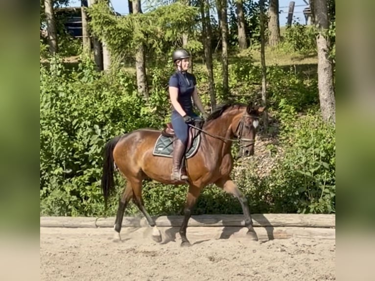 Holstein Gelding 8 years 16.2 hh Brown in Pelmberg