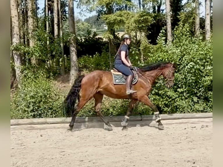 Holstein Gelding 8 years 16.2 hh Brown in Pelmberg