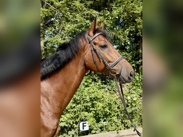 Holstein Gelding 8 years 16.2 hh Brown in Pelmberg