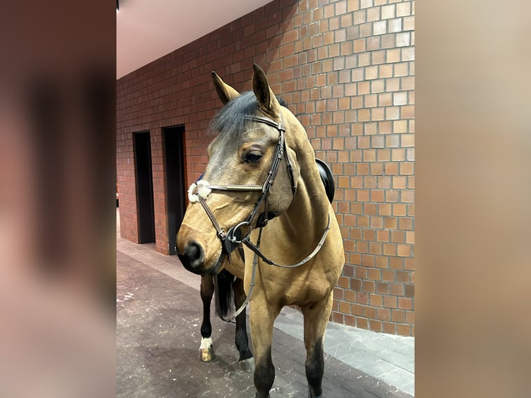 Holstein Gelding 8 years 16,2 hh Brown in Gägelow