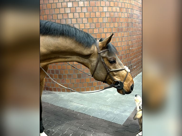 Holstein Gelding 8 years 16,2 hh Brown in Gägelow