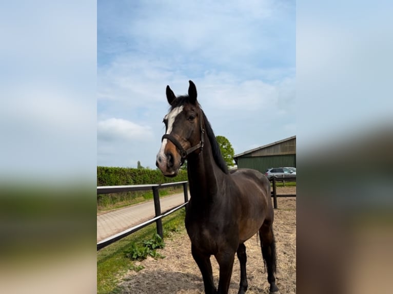 Holstein Gelding 8 years 16,2 hh in Hamburg Groß Borstel