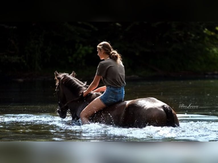 Holstein Gelding 8 years 16,2 hh in Hamburg Groß Borstel