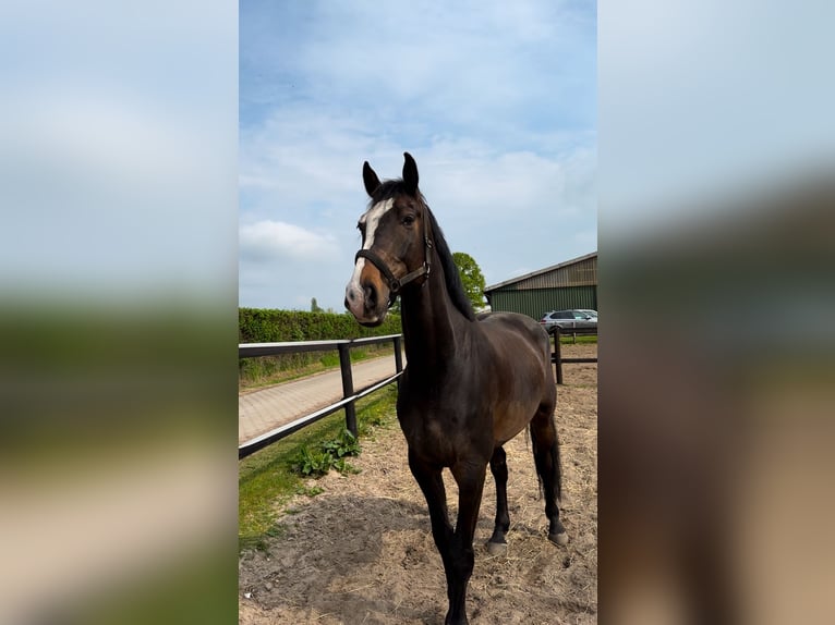 Holstein Gelding 8 years 16,2 hh in Hamburg Groß BorstelHamburg