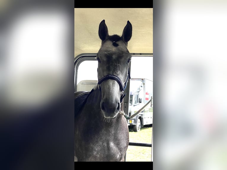 Holstein Gelding 8 years 16,2 hh Gray-Dapple in Inzell