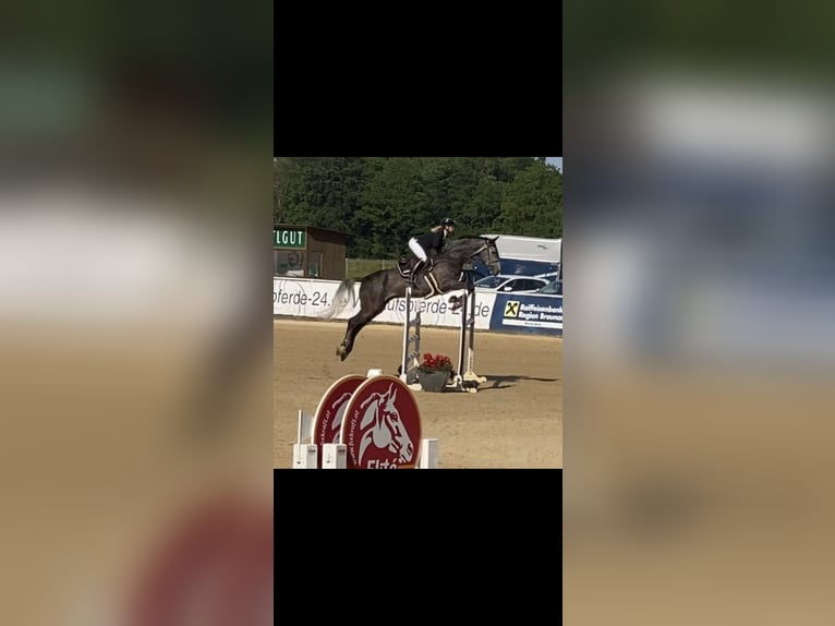 Holstein Gelding 8 years 16,2 hh Gray-Dapple in Inzell