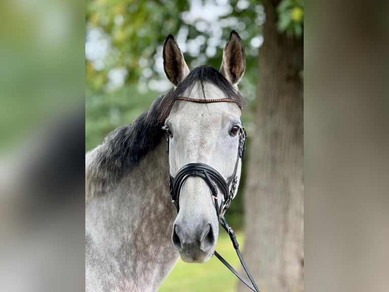 Holstein Gelding 8 years 16.2 hh Grey in Goch