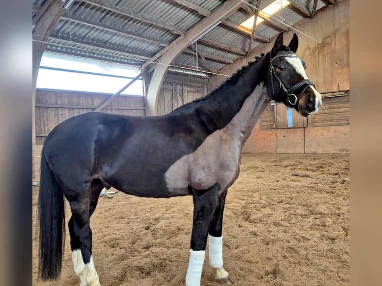 Holstein Gelding 8 years 16.2 hh Smoky-Black in Neuendeich