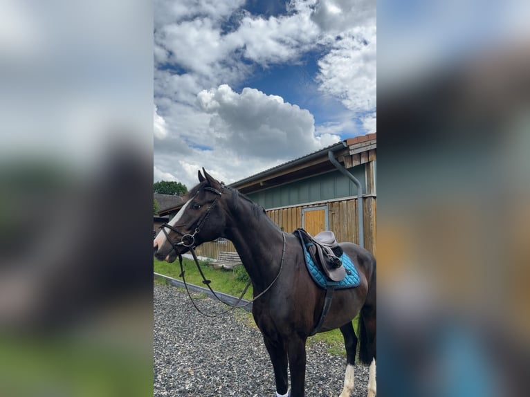 Holstein Gelding 8 years 16.2 hh Smoky-Black in Neuendeich