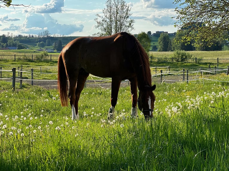 Holstein Gelding 8 years 16,3 hh Chestnut-Red in Altusried